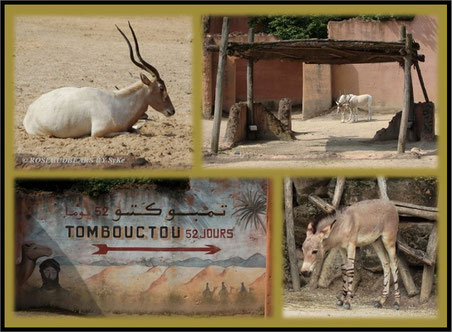 Hannover Zoo Afrika