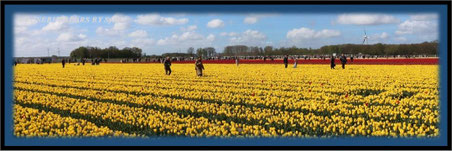 Eickenhof Tulpen
