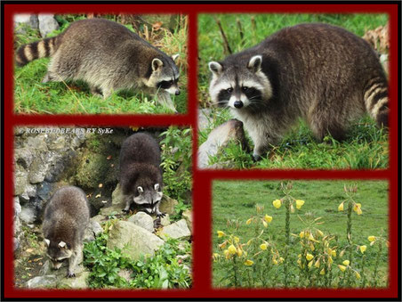 die Waschbären im Wisentgehege Springe sind ja eigentlich ganz niedlich