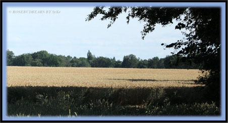 Roggenfeld bei Isernhagen