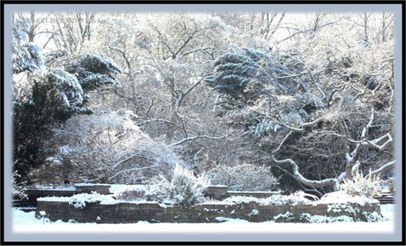 Winterweiß im Stadtpark Hannover