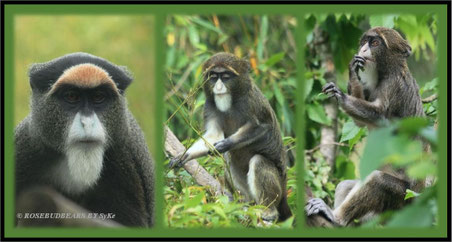 Zoo Hannover