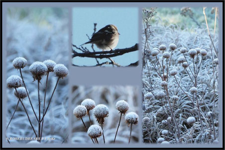 Berggarten Hannover im Winter