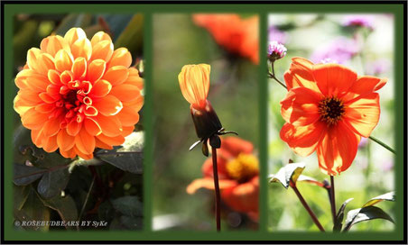 Dahlien im Herbst