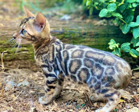 chaton bengal