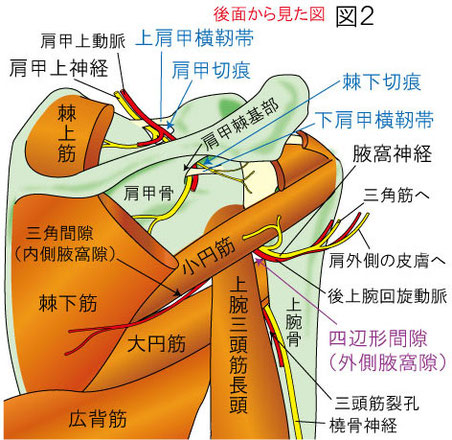 四辺形間隙症候群、肩甲切痕症候群、棘下切痕症候群