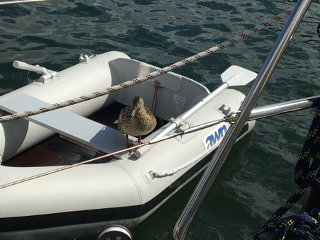 Ente wartet auf Fütterung