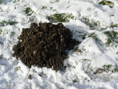 Maulwurf (Talpa europaea) - Bau © Mag. Angelika Ficenc - tierspuren - Spuren auf Schritt und Tritt