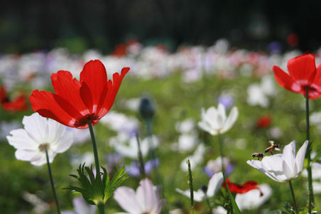 イエスの復活を象徴する「野の花アネモネ」