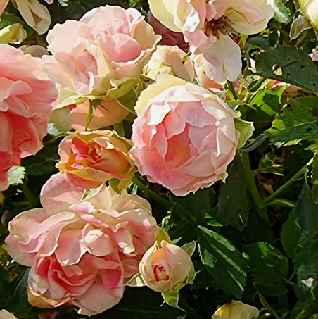 Lachsfarbene gefüllte Rose