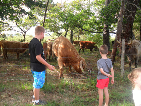 Animations camping landes