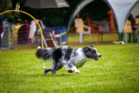 Schwarz-weißer Border-Collie läuft auf grünem Rasen durch gelben Hoopers-Reifen, im Hintergrund Zelt und Stühle.