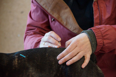 Akupunktur am Hund, Tierheilpraxis Tiebes