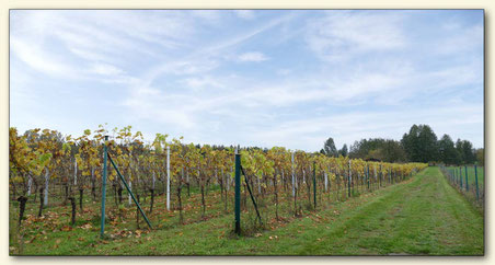 Weinberg von Jürgen Rietze in Luckau