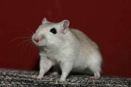 Mongolische Rennmaus - Polarfuchs