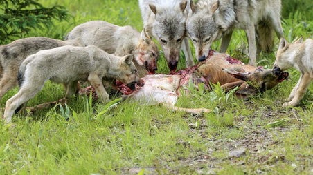 BARF | hundkatzeschmaus.ch