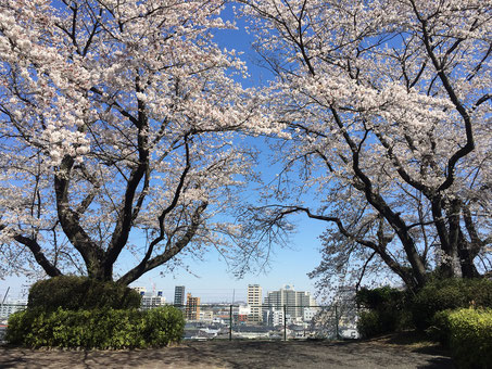 聖蹟桜ヶ丘の桜-1◆模型製作工房 聖蹟