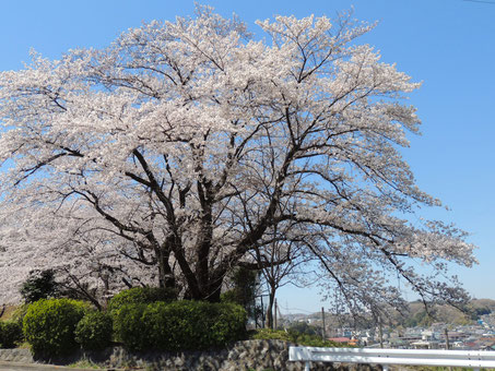聖蹟桜ヶ丘の桜-2 ◆模型製作工房 聖蹟