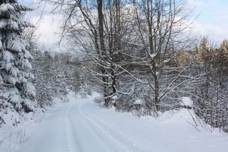 Weg bergab in Richtung Holzbachtgal zum Bergwaldweg (G. Franke)
