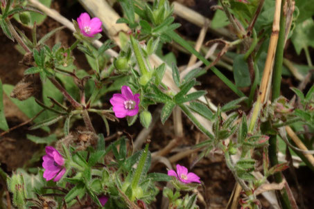 Schlitzblättriger Storchschnabel - Geranium dissectum, am Rande eines kleinen abgeernteten Getreidefeldes bei Pfinzweiler (G. Franke, 28.07.2017)
