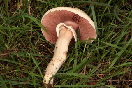 Wiesen-Egerling (Wiesen-Champignon) auf Wiesenweg im Tal des Feldrennacher Baches (G. Franke)
