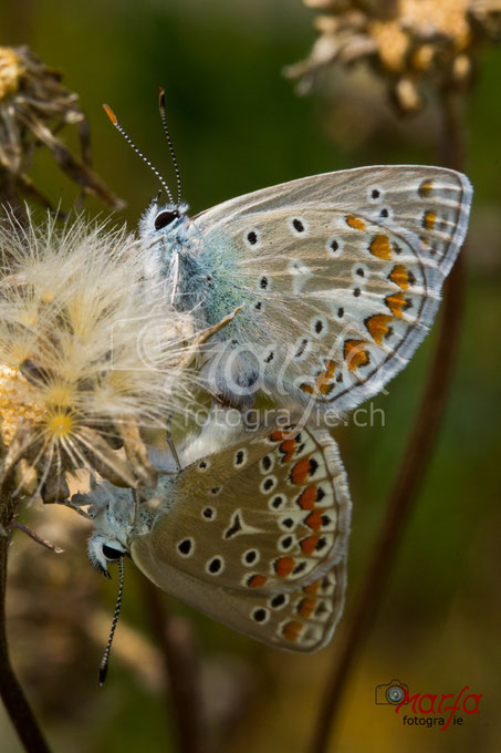 Schmetterlinge