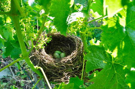 Vogelnest in unserem Rebberg