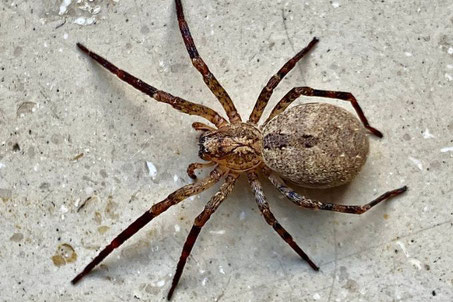 Nosferatu-Spinne - Foto: Erich Junginger