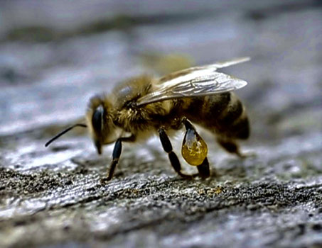 Popolis das Harz das Bienen sammeln