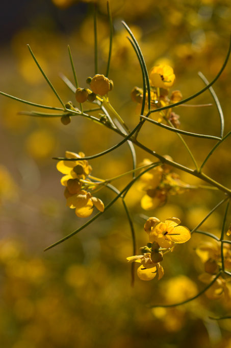 small sunny garden, desert garden, photography, amy myers, garden bloggers foliage day, monthly favorites