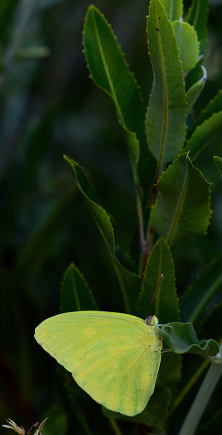 sulphur butterfly