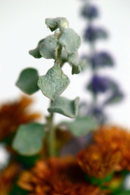 small sunny garden, desert garden, in a vase, monday, amy myers