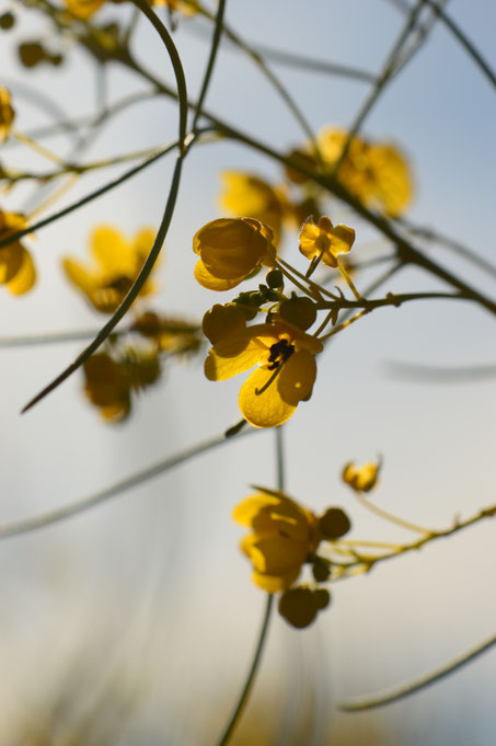 small sunny garden, desert garden, photography, amy myers, garden bloggers foliage day, monthly favorites