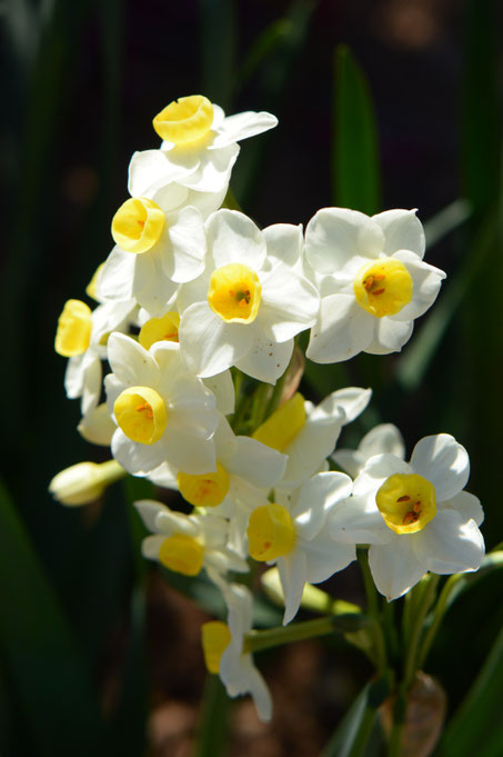 small sunny garden, desert garden, photography, amy myers, garden bloggers foliage day, monthly favorites, narcissus, tazetta
