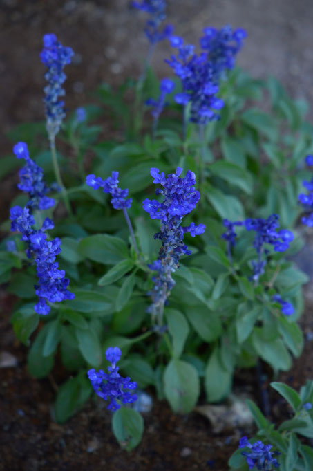 small sunny garden, desert garden, amy myers, garden bloggers bloom day, gbbd, november, photography, salvia, farinacea