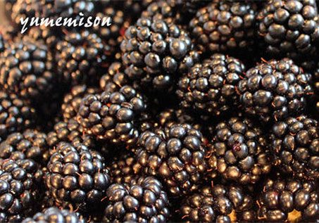 真っ黒に熟したブラックベリーの実は、果皮が薄くちょっと触っただけでも果汁が染みてきます。