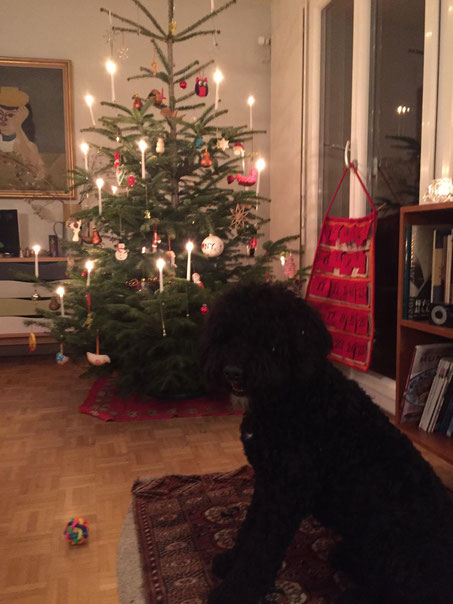 Aksel, déjà prêt pour Noël ! 