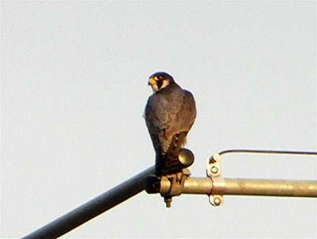 Wanderfalke, Foto Horst Schlüter