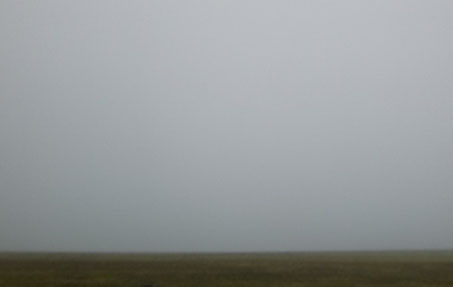 Suchbild: Wer sieht wo welche Vogelart und wie viele…?
