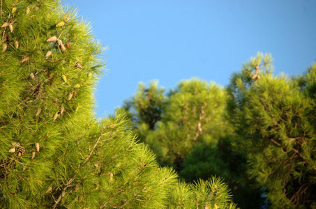 Istria top things to do - Nature - Copyright  Niccolò Caranti