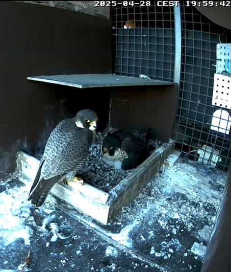 Die beiden Altvögel im Brutkasten, Falkenweibchen hudert die beiden Küken