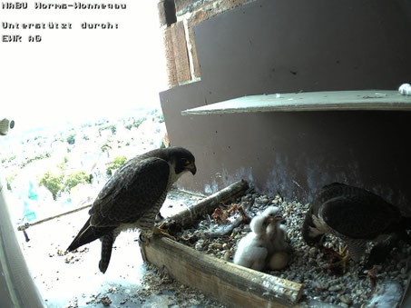 Die beiden Altvögel im Brutkasten zusammen mit den beiden Küken
