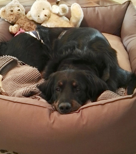 Duftmedizin für Hunde