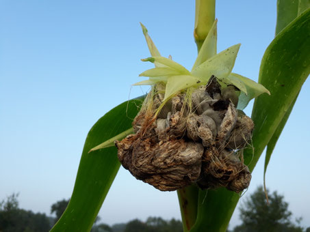 Maisbeulenbrand