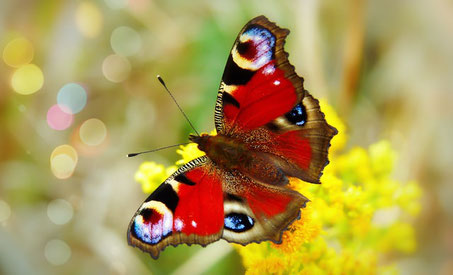 Roter Schmetterling auf einer gelben Blume