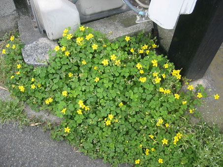 紫カタバミ・おっ立ちカタバミ・カタバミ・赤カタバミ・大黄花カタバミ