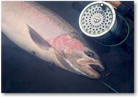 Steelhead Kispiox River