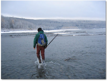 Steelhead Skeena