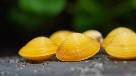 Goldene Körbchenmuscheln