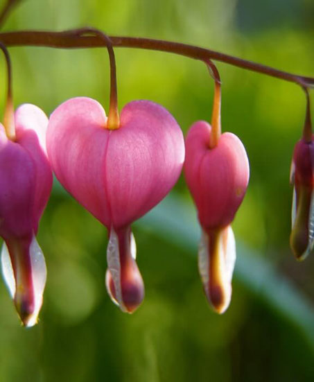 Tränendes Herz - rosa Blüten in Großaufnahme